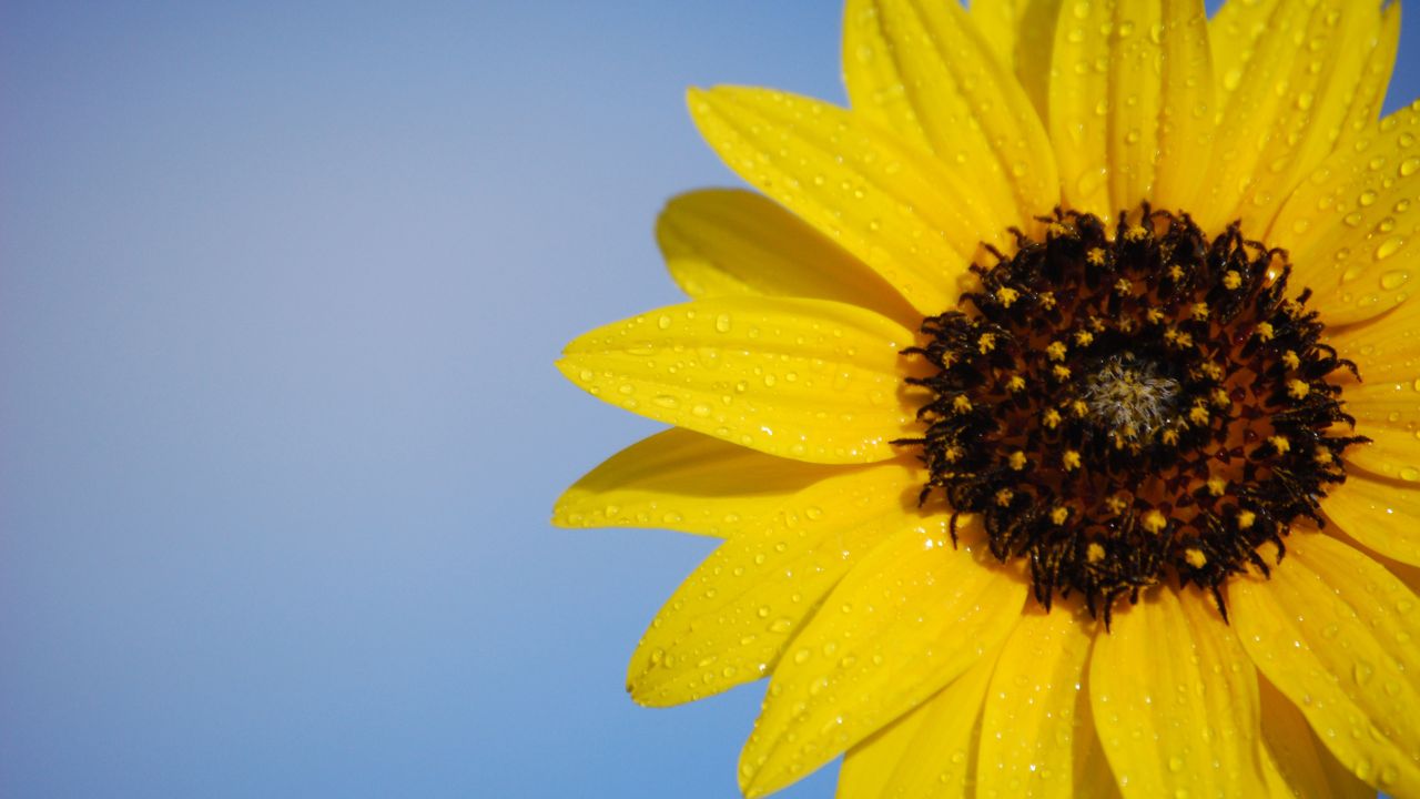 Every morning brings new hope and new opportunities - Anonymous