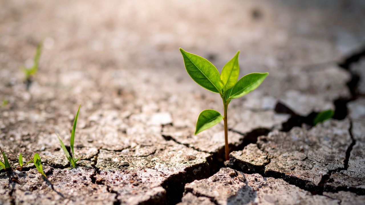 I forgive, but I never forget what it taught me - Unknown