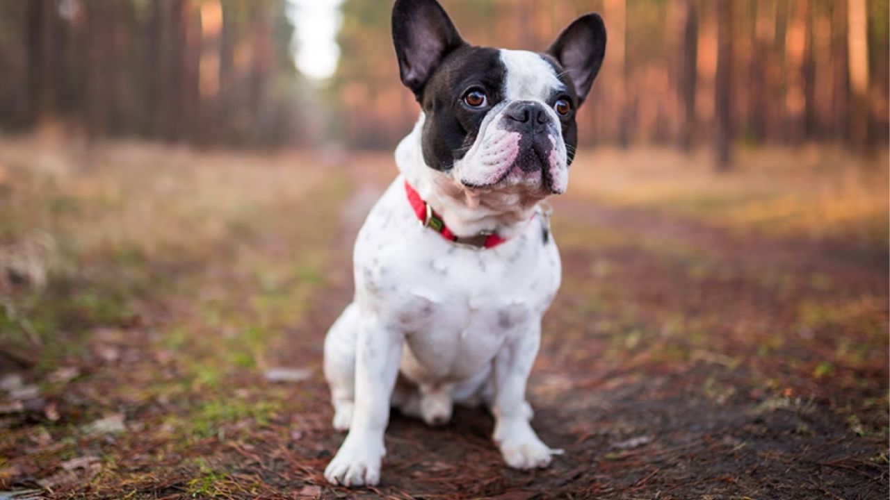 Big ears, big heart, endless love — that’s a Frenchie. - Unknown