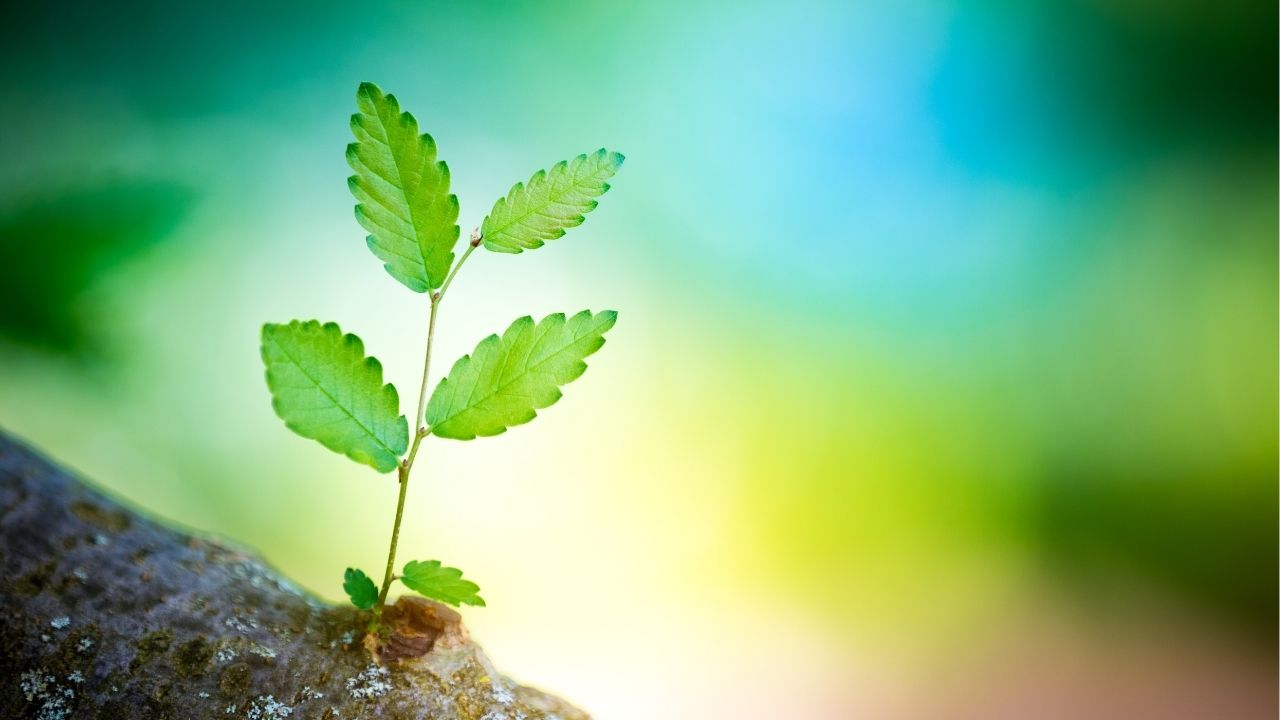 Your mindset shapes your reality. - Unknown