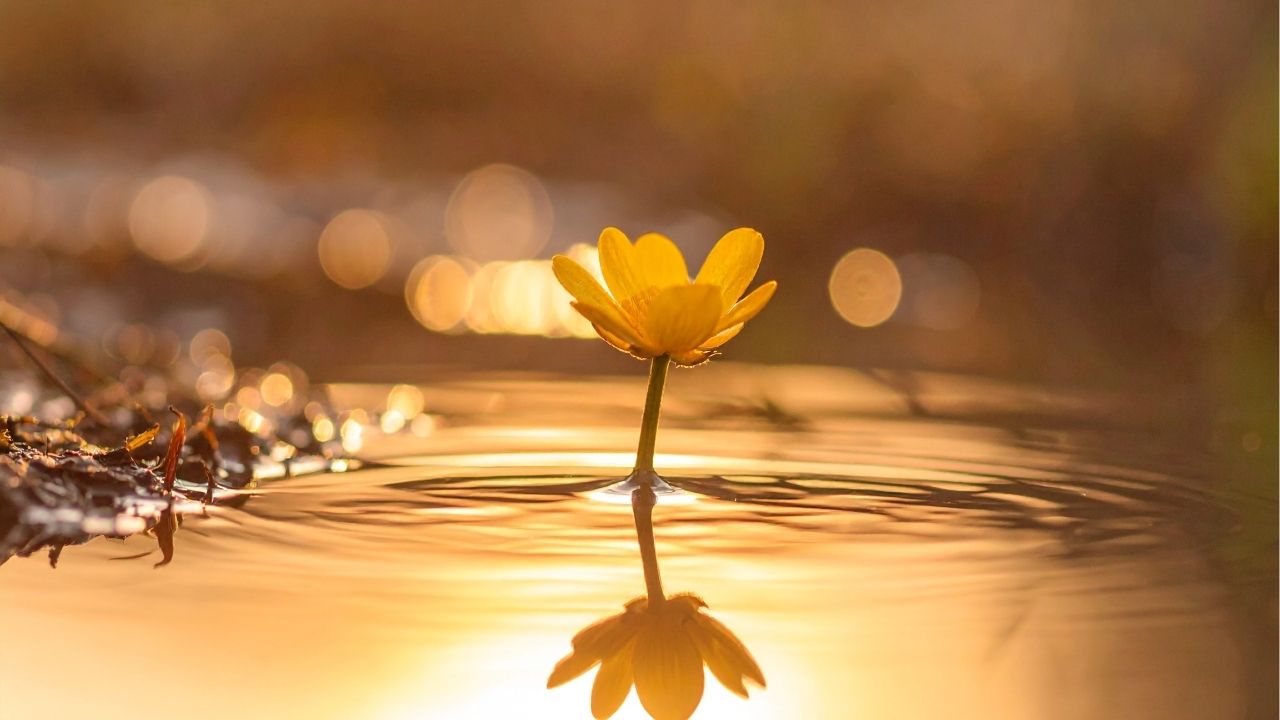 Life is a balance of holding on and letting go. - Rumi