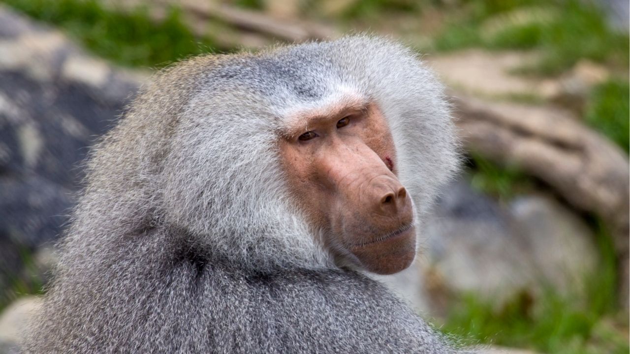 Life shrinks or expands in proportion to one’s courage. - Anaïs Nin