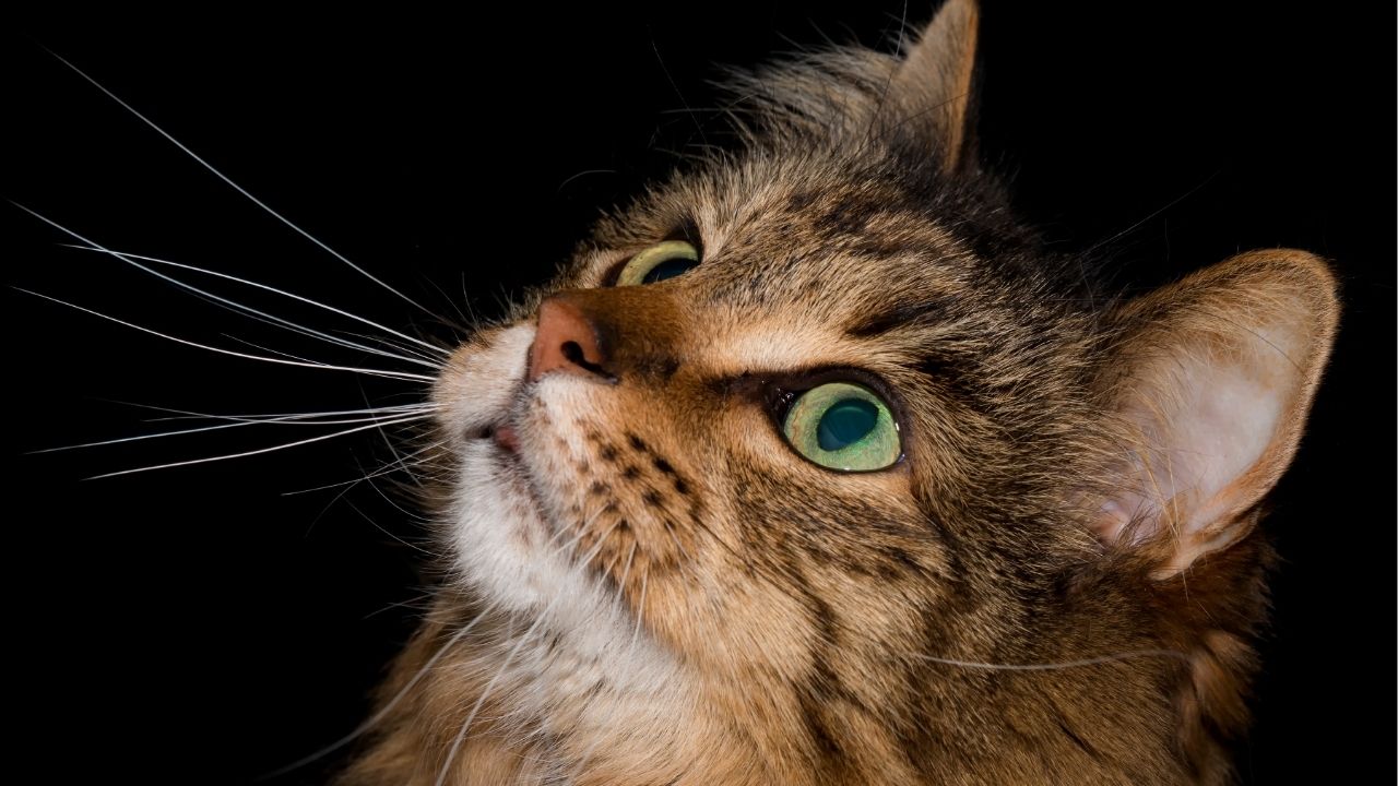 What lies behind us and what lies before us are tiny matters compared to what lies within us. - Ralph Waldo Emerson