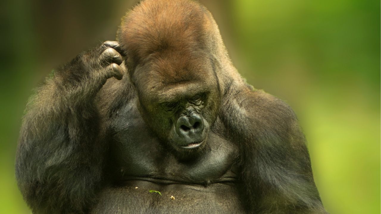 Difficult roads often lead to beautiful destinations. - Zig Ziglar (attributed)